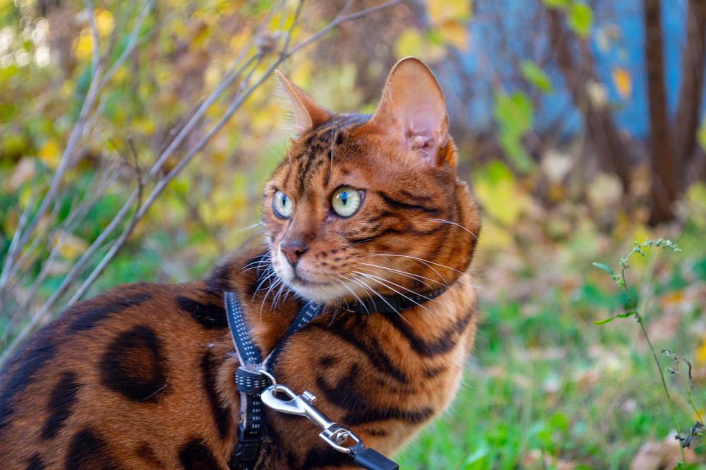 Temperament and Behavior of Bengal Cats