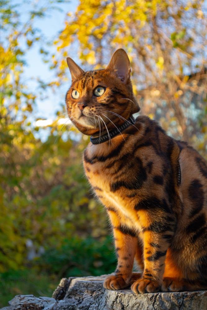 Holistic Approach to Raising Bengal Leopards