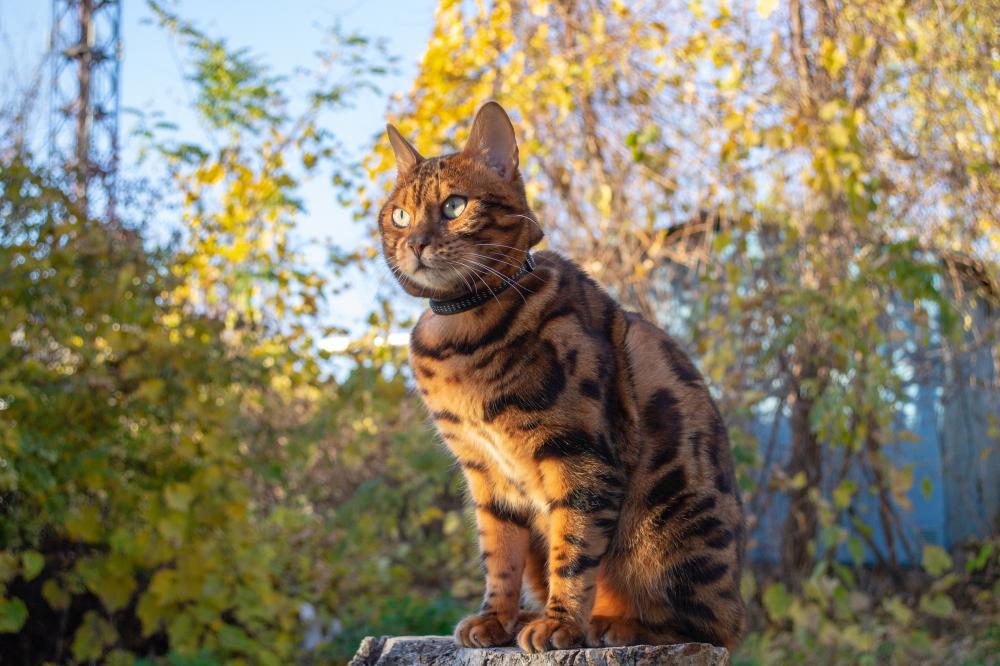 The Unique Attributes of Bengal Cats