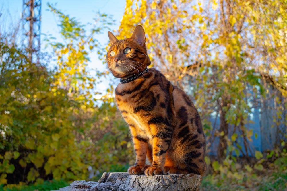 Color Variations Found in Bengal Cats