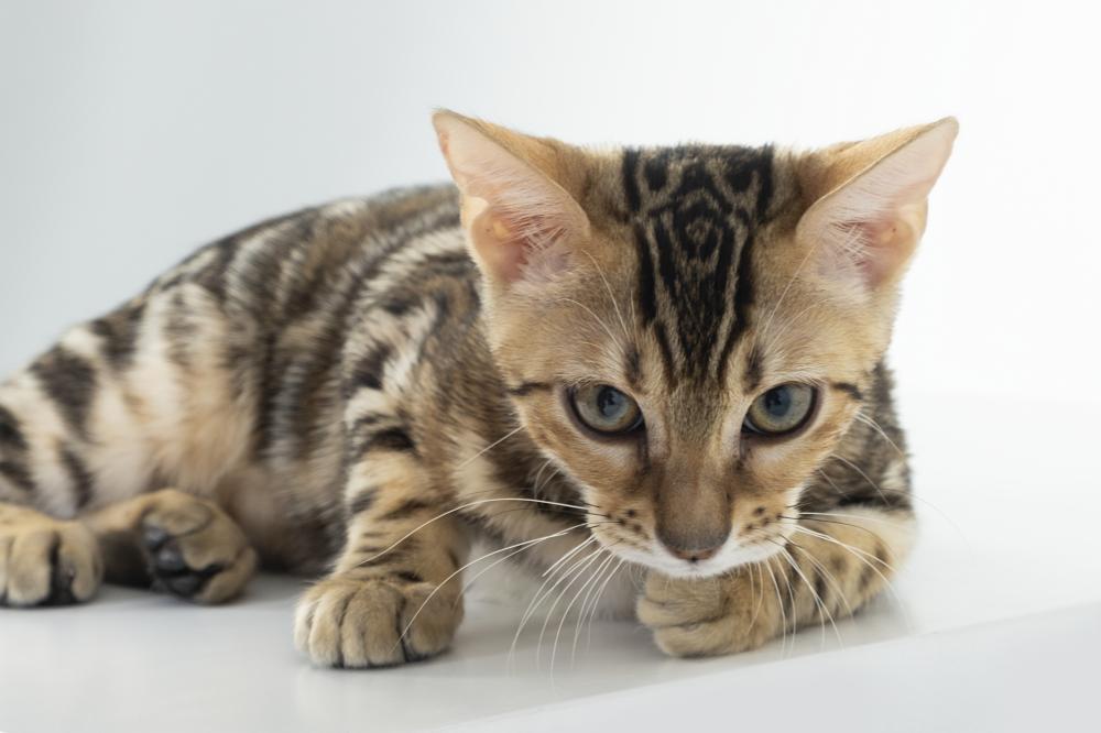 Enhancing the Intelligence of Bengal Leopards