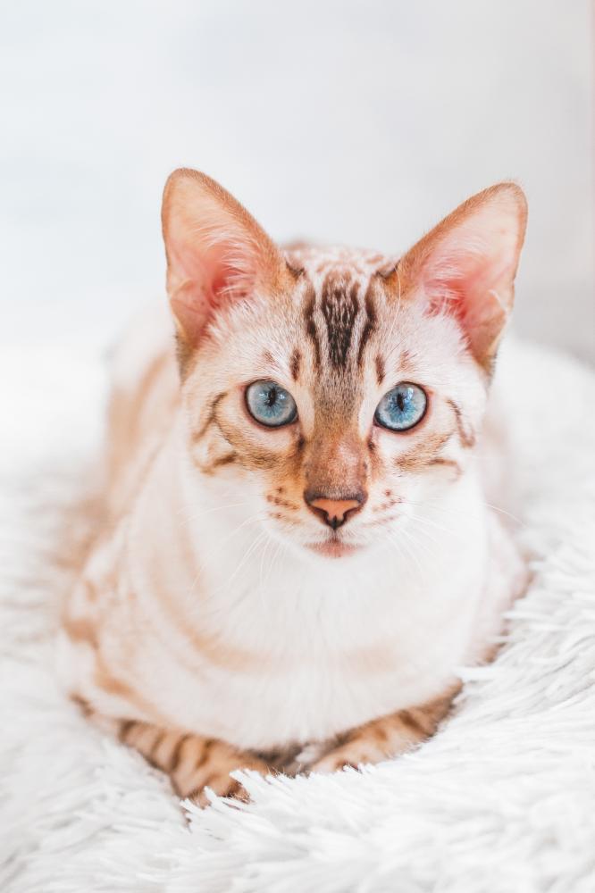 Care and Nurturing of Snow Leopard Bengal Kittens