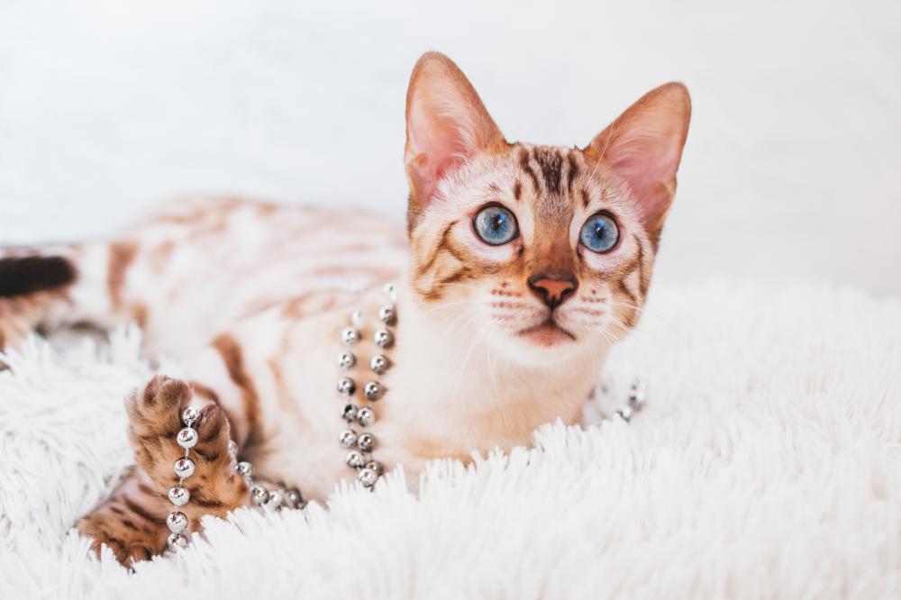 Beyond Charlotte: A Regional Hub for Silver Bengal Kittens