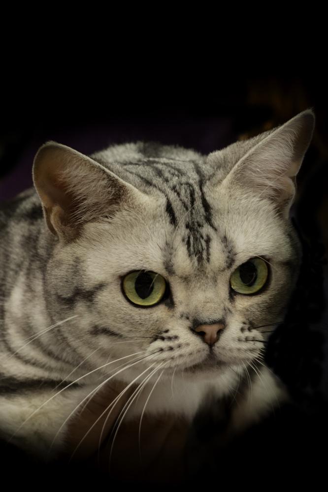 Breeding and Training Excellence at Aristocat Bengal