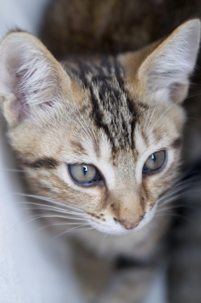 The Art of Producing Snow Bengals