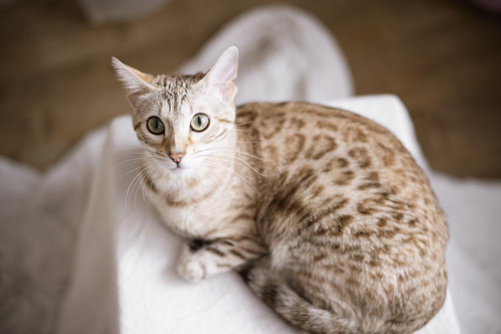 Why Choose Aristocat Bengal?