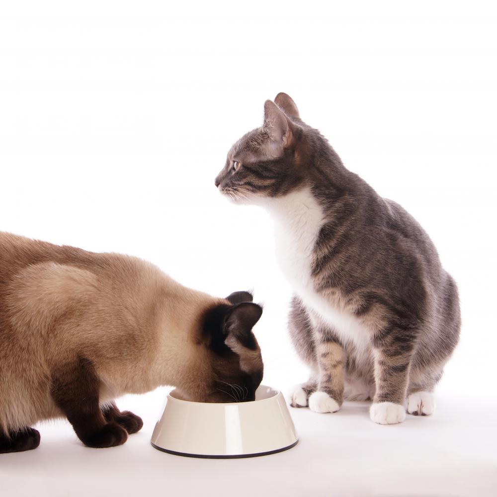 The Benefits of Cat Food Dispensers