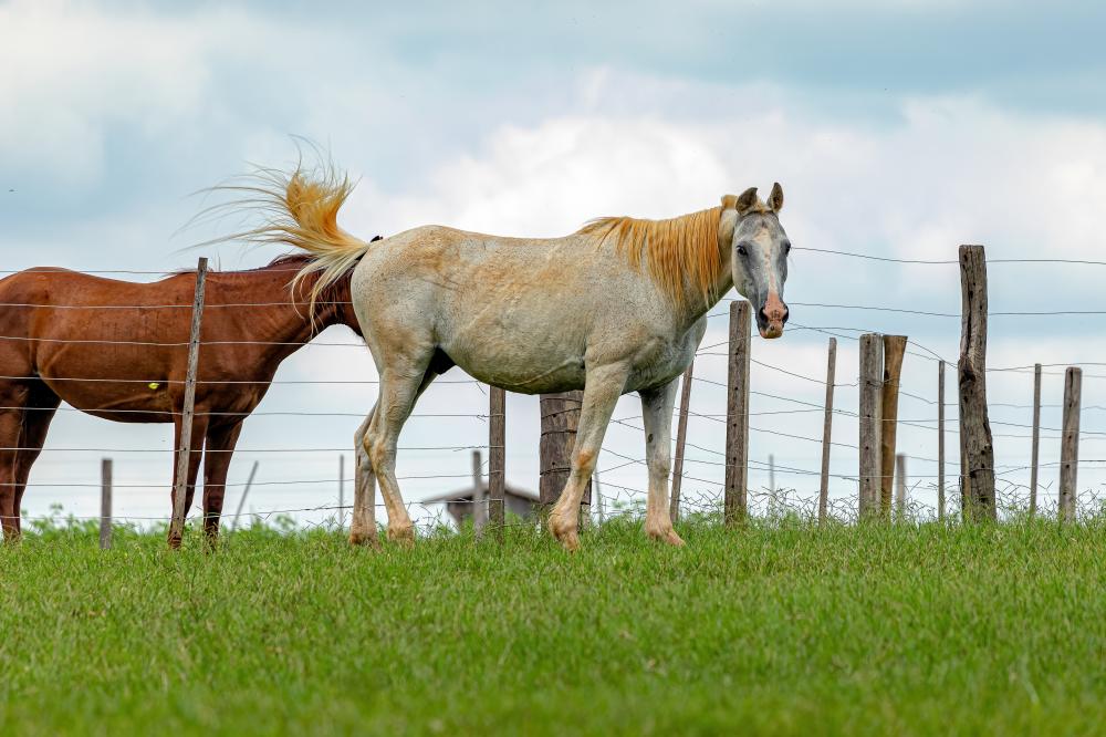 Why Choose Natural Fly Spray for Horses?