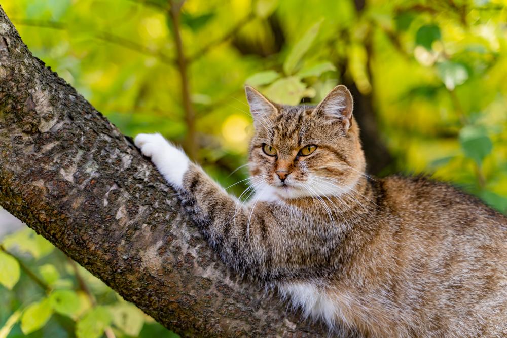Choosing the Right Cat Tree: What to Look For