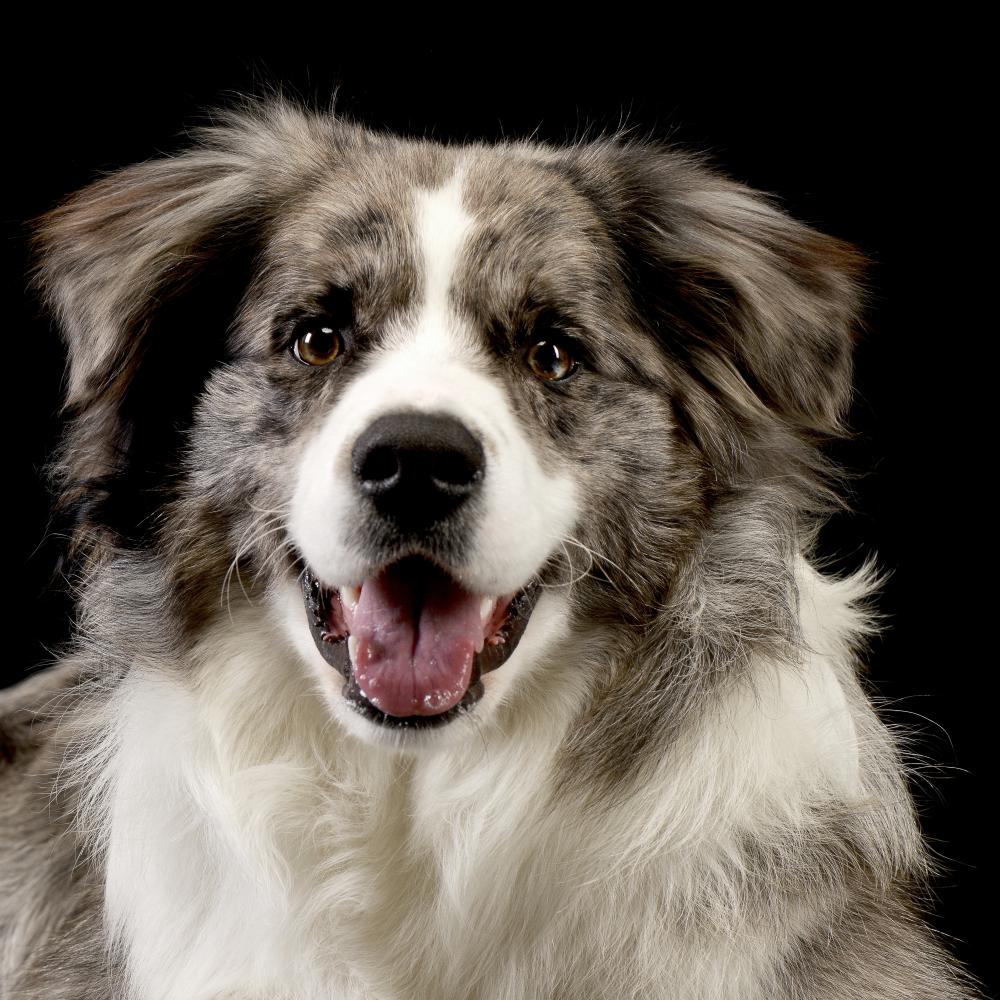 Choosing the Right Dog Trainer in Westlake Village