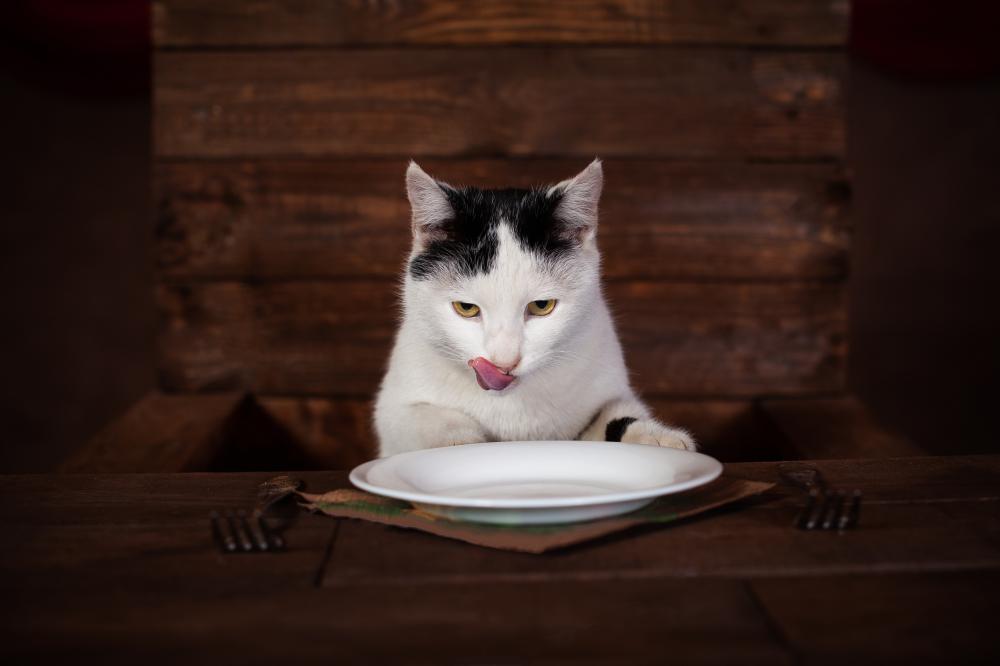 Why Quality in Dry Cat Food Matters