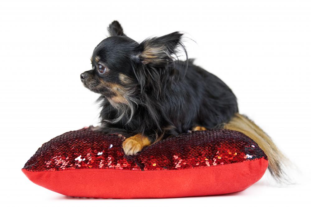 Why Choose Designer Gifts for Pets?