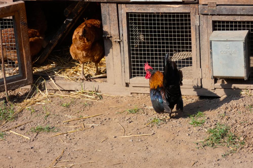 Monitoring Chicken Health and Environment