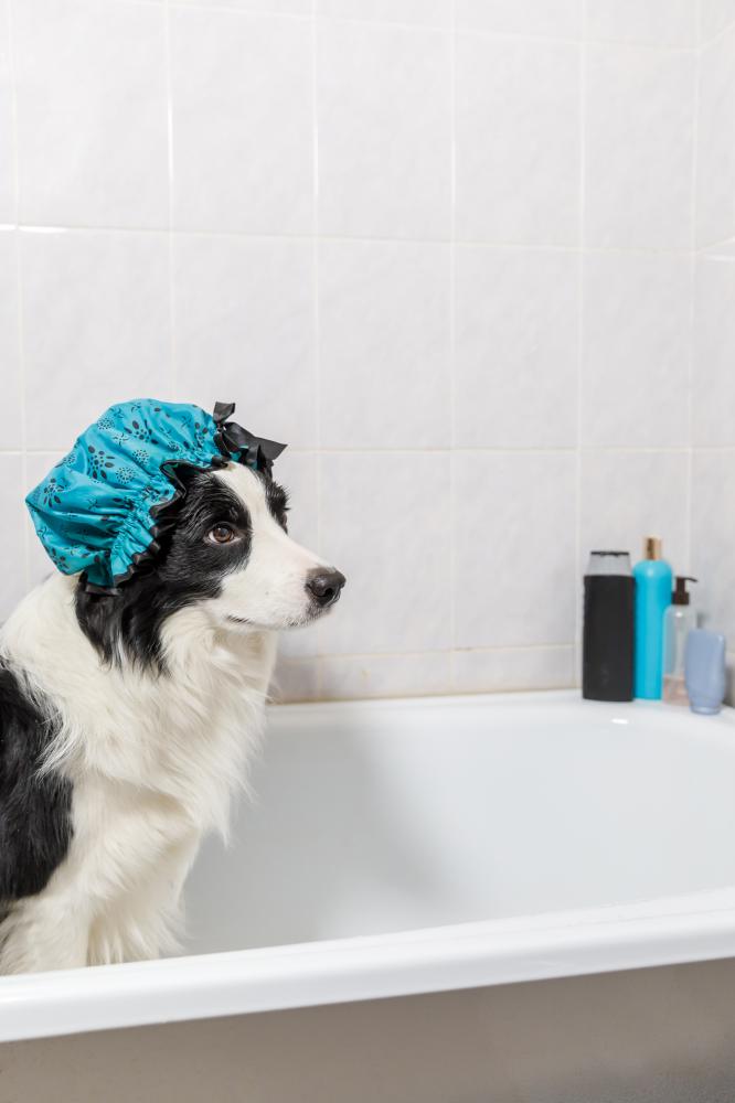 Healthy Dog Post-Degreasing Shampoo Treatment