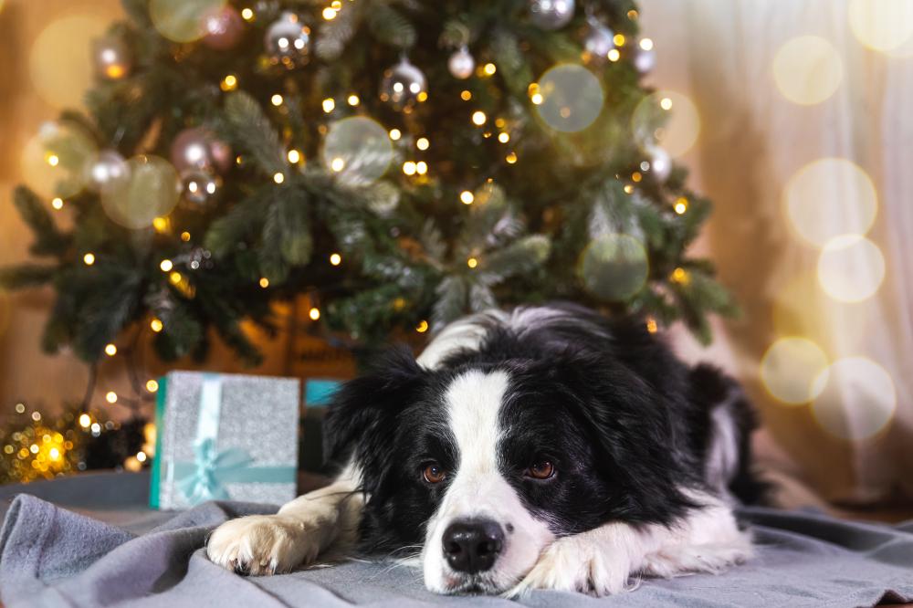 Why Choose MyPamperedPet for Your Personalised Dog Gifts?