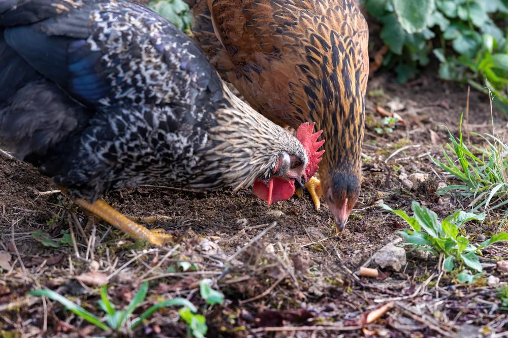 Innovations in Chicken Feeding