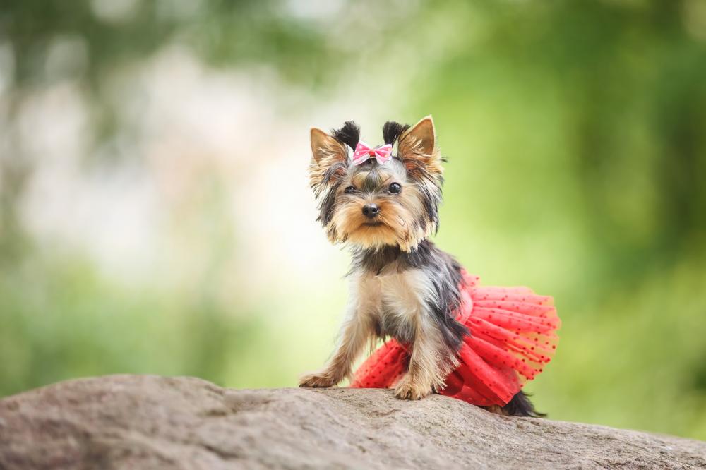Personalizing Your Pet's Wardrobe