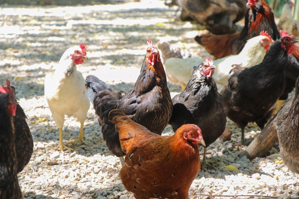 Integrating Technology into Chicken Coops