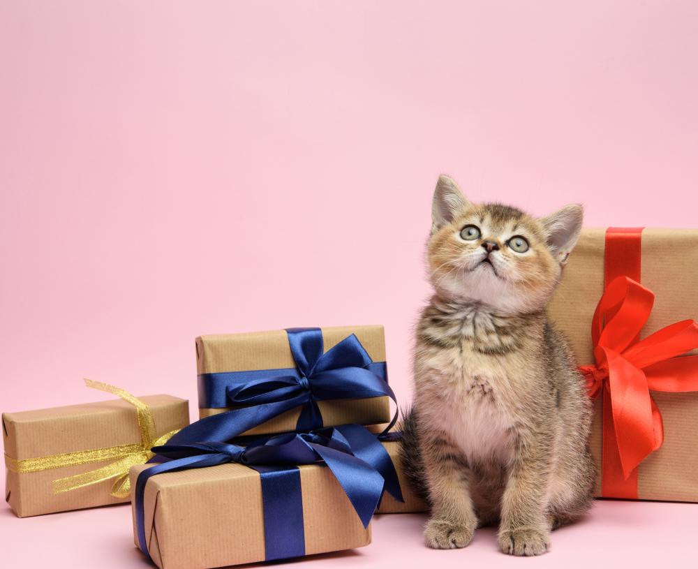 Why Choose Personalised Cat Gifts