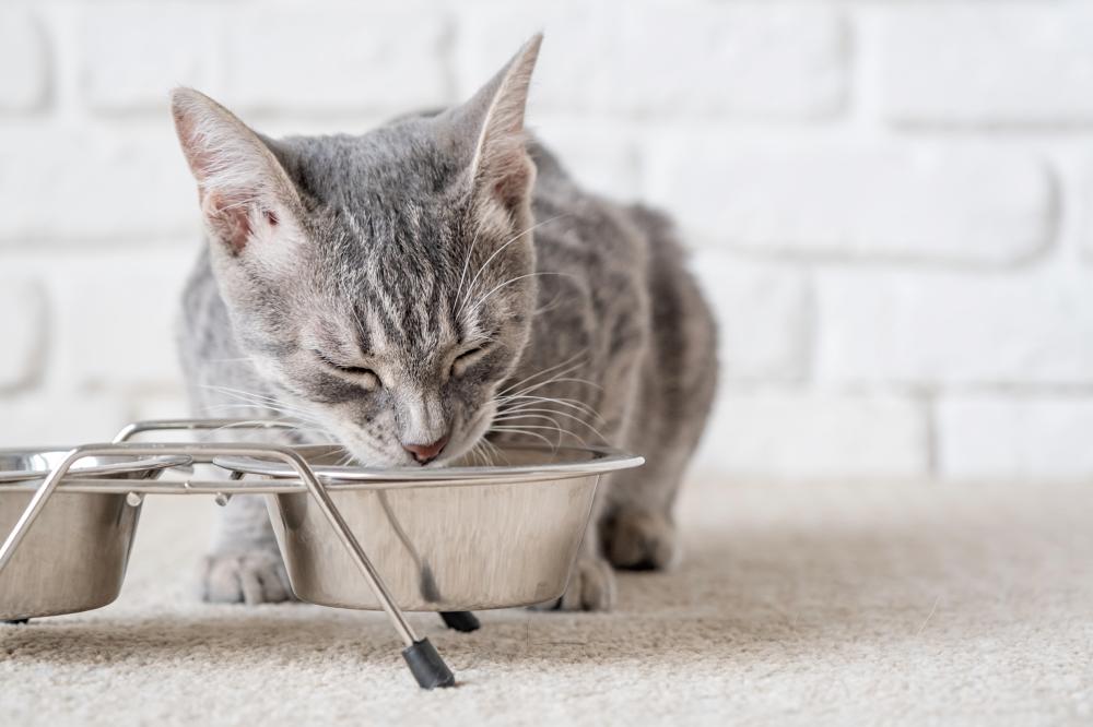 The Role of Nutrition in Feline Health