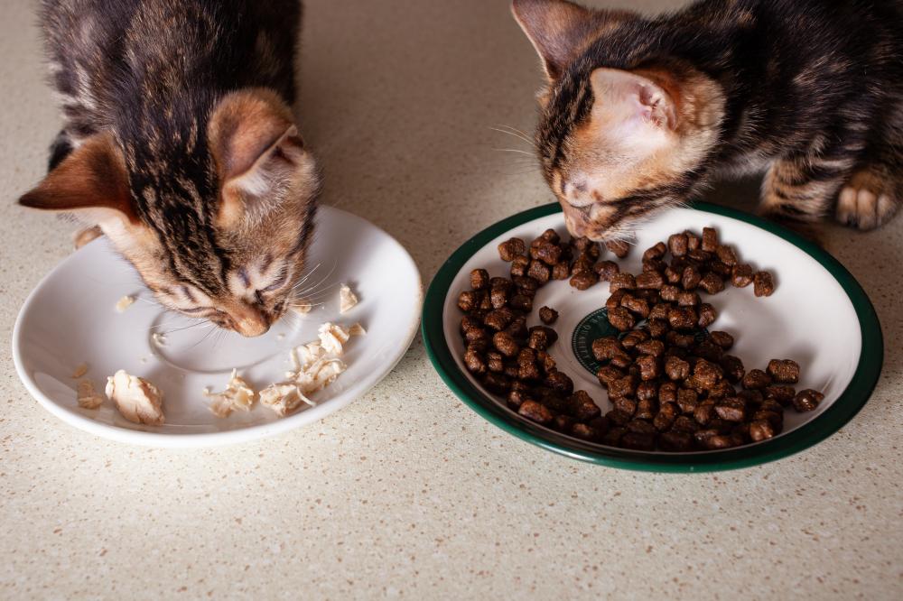 Why Quality Cat Food Matters