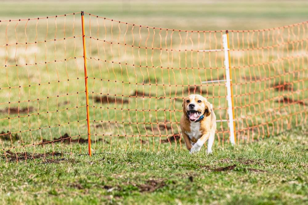 Understanding the Components of DIY Dog Fence Kits