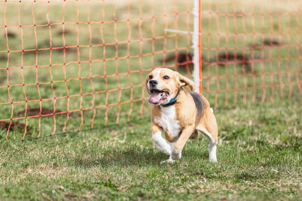 The Flexibility and Customization of DIY Dog Fence Kits