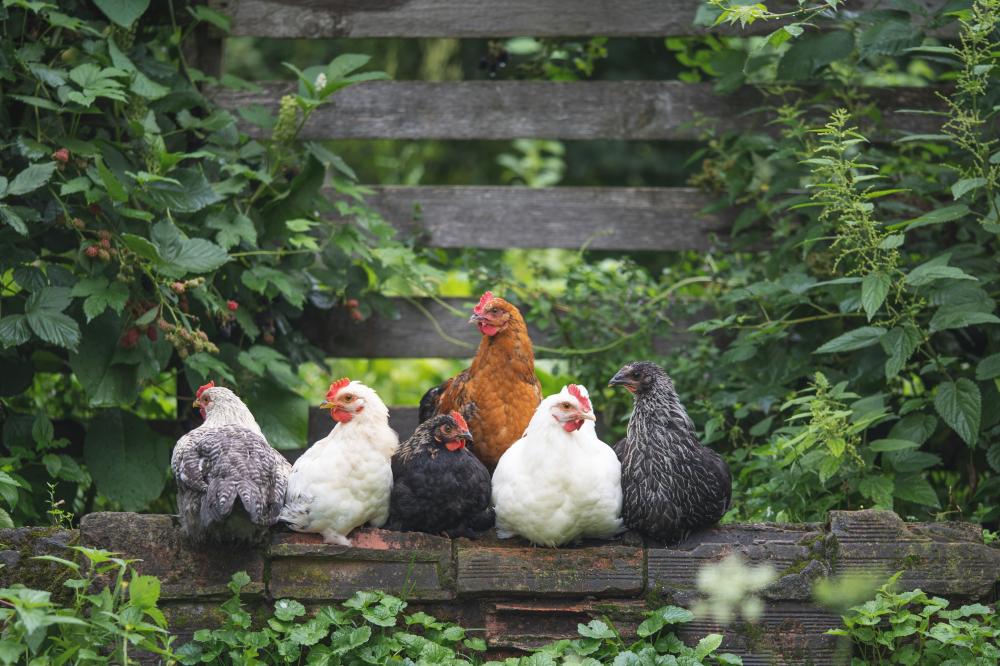 Supporting the Well-Being of Your Flock