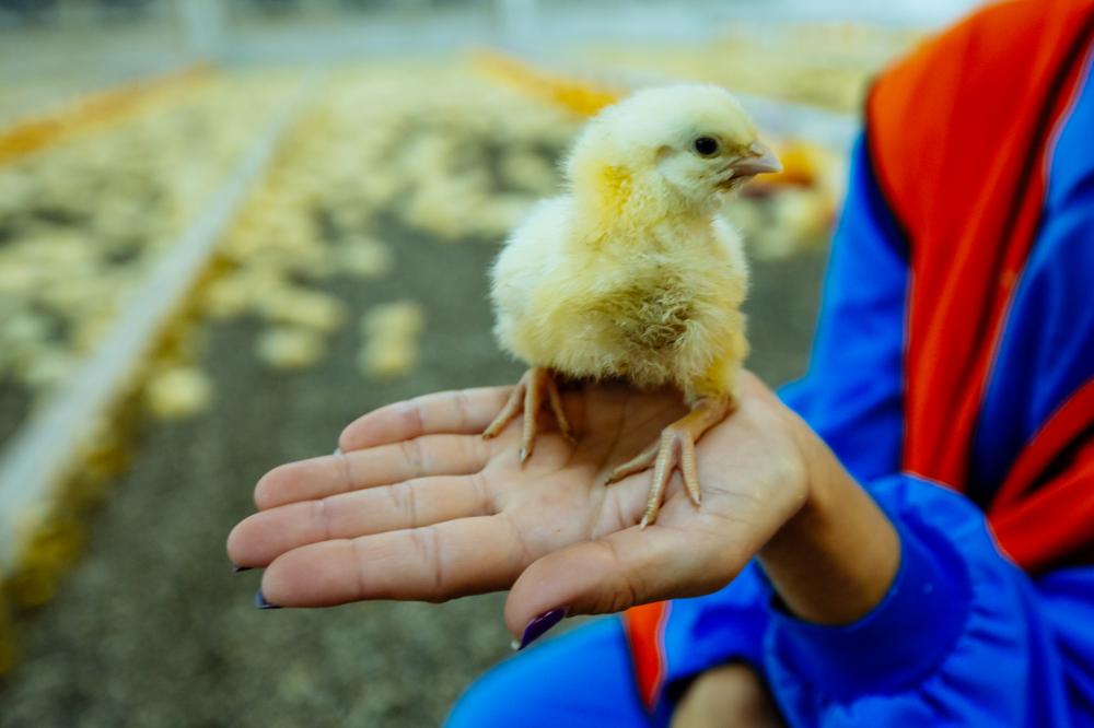 Materials Needed for a DIY Automatic Chicken Feeder