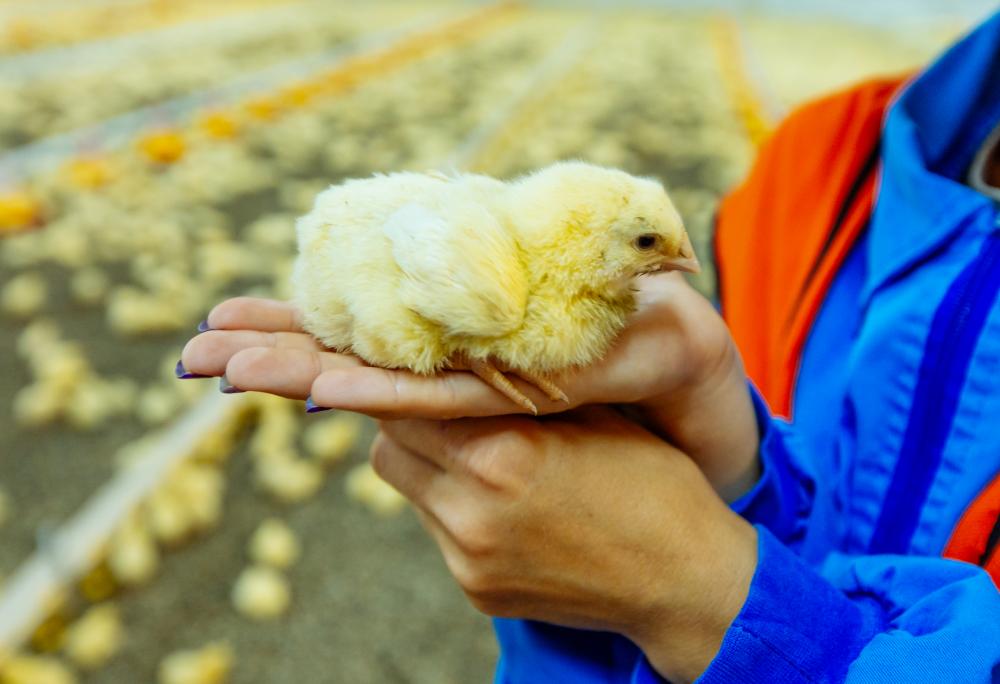 Embracing the Future of Poultry Farming