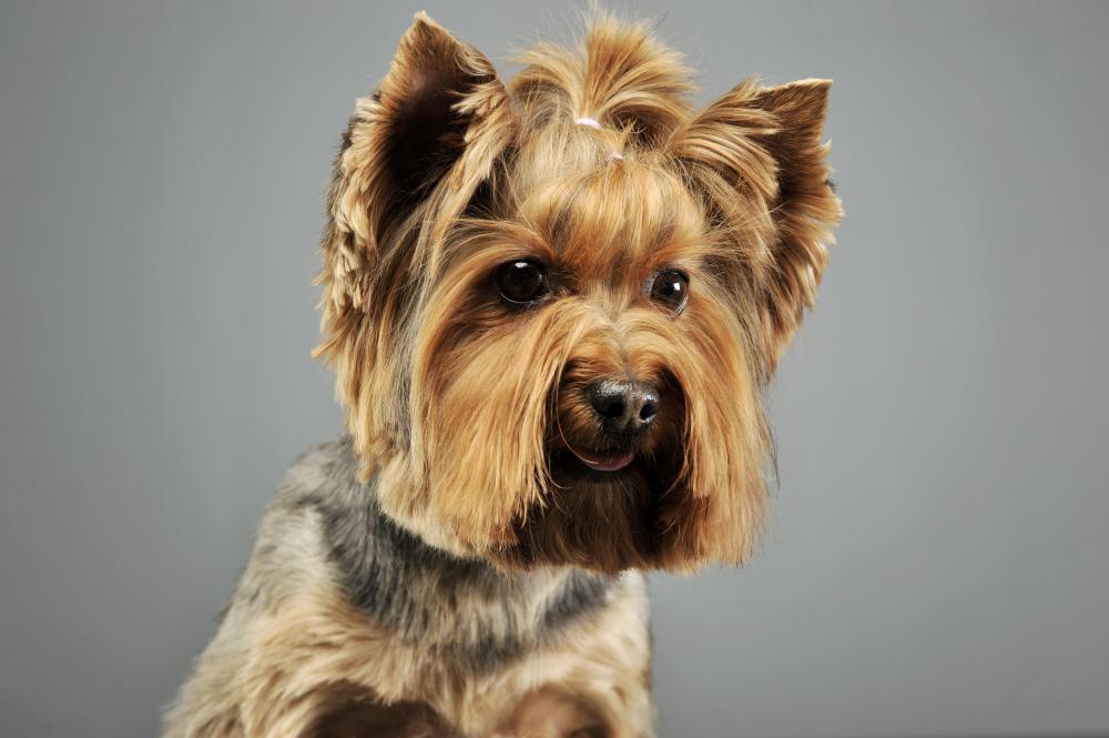Skilled grooming demonstrated on a Yorkshire Terrier with Chris Christensen Clippers