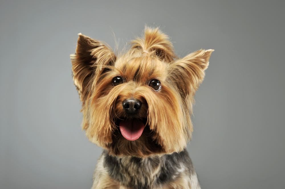 Adorable Yorkshire Terrier showcasing the quality grooming of Chris Christensen clippers