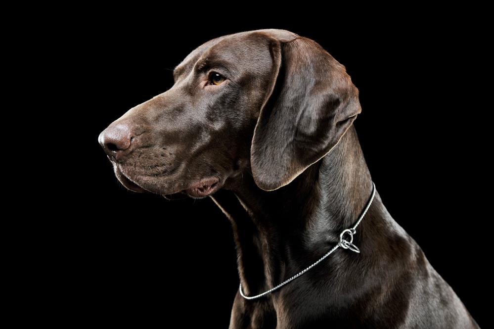 Elegant Deutsch Kurzhaar with Dog Show Collar