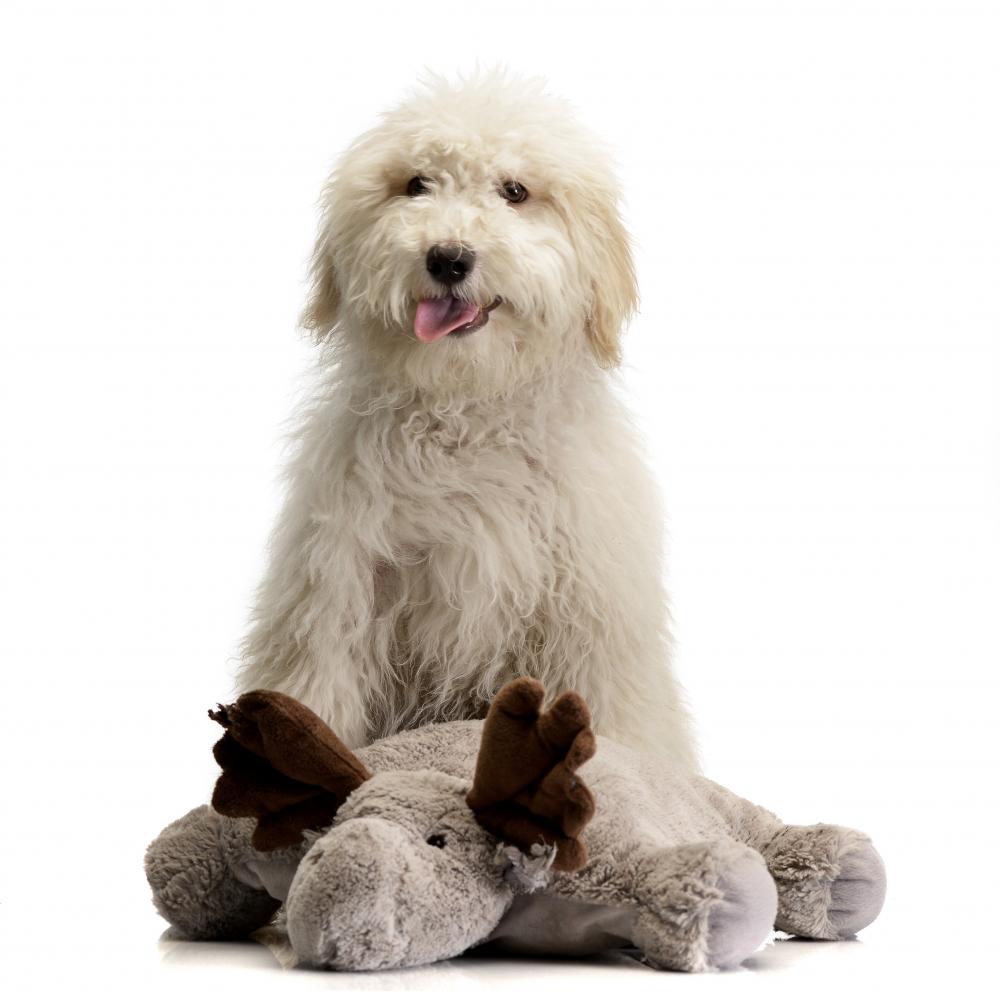 Eco-Friendly Options in Designer Gifts for Pets