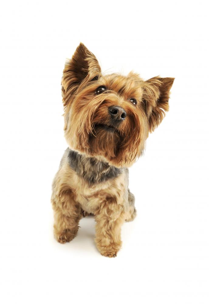 Yorkshire Terrier enjoys its groomed fur thanks to the high-quality Chris Christensen Clippers