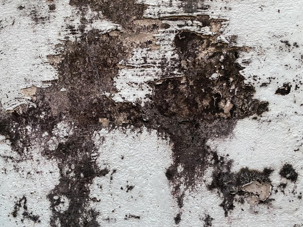 Signs of Black Mold