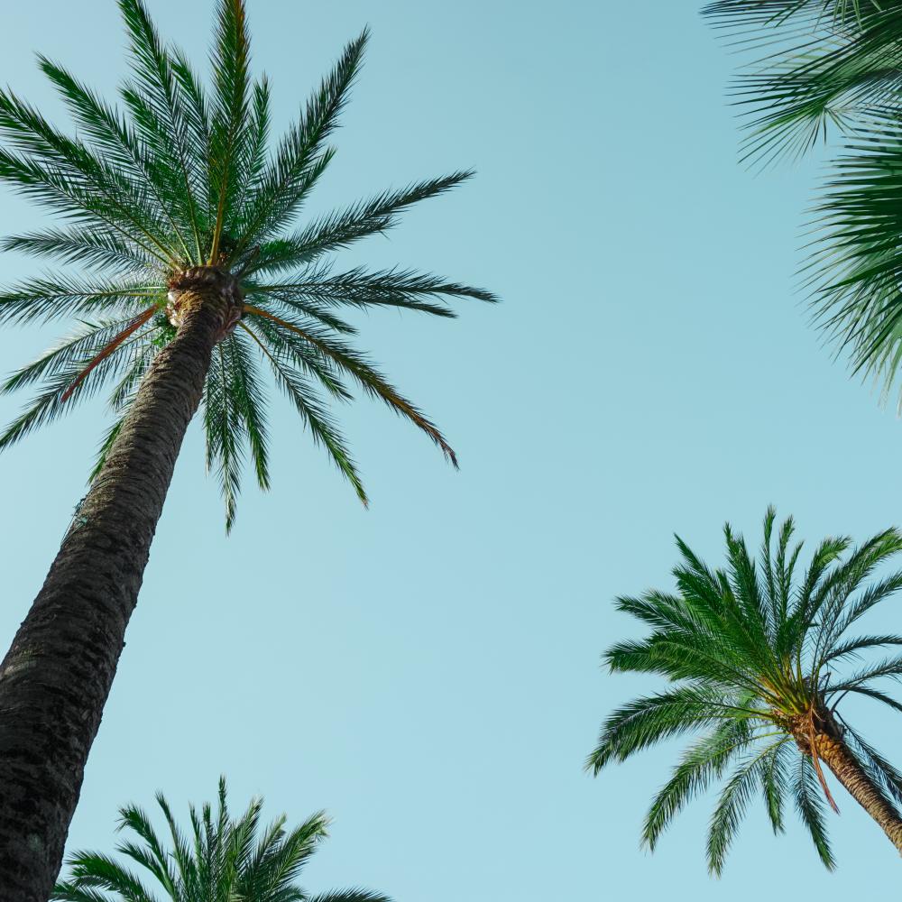 Holistic Therapies for Sustainable Recovery