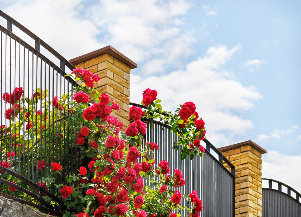 What Are Common Fence Issues in Aurora, CO?