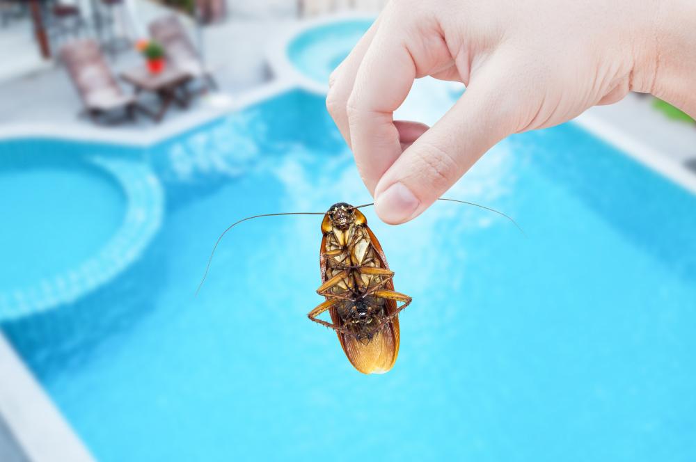 The Role of Pest Control Services In Pensacola