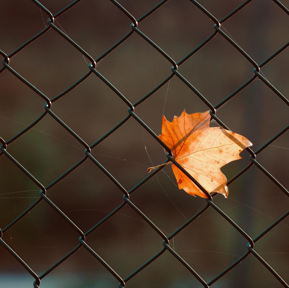vecteezy brown maple leaf on the metallic fence 2542349