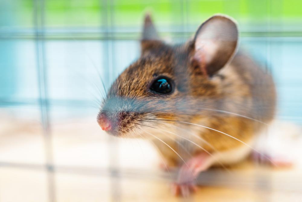 Why Professional Mouse Exterminators Make a Difference