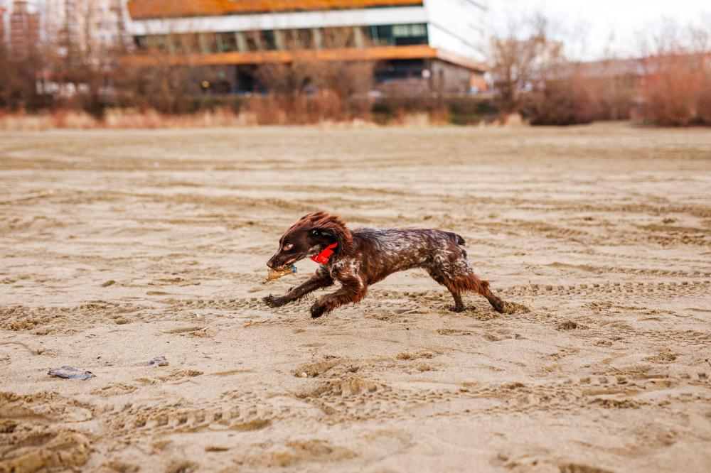 Fencing Considerations for Dog Parks