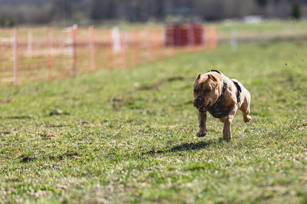 Safety and Socialization at Fenced Parks