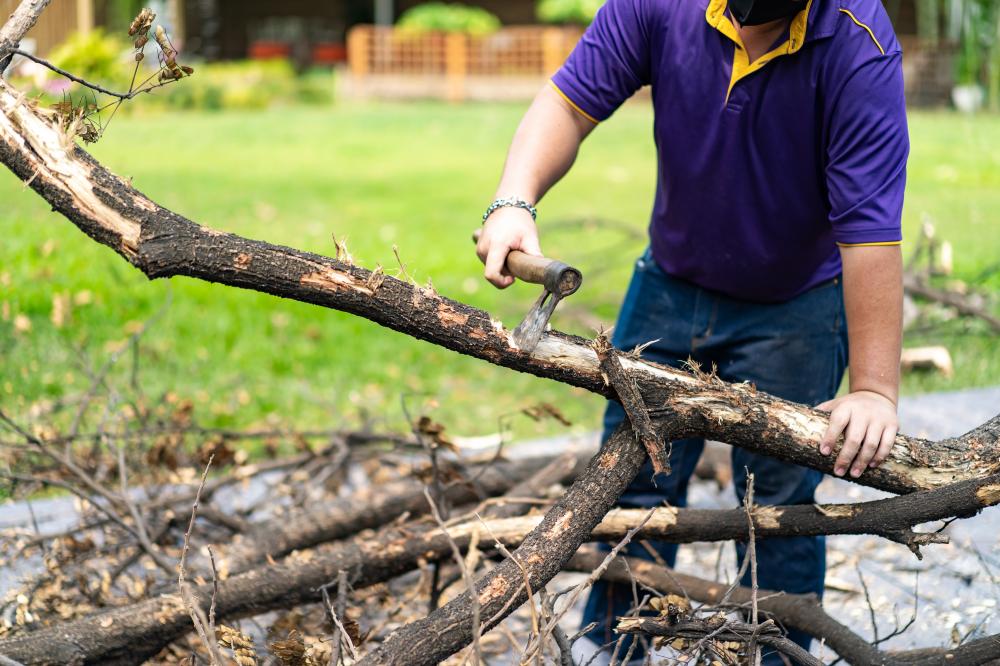 Affordable Tree Services Without Compromise