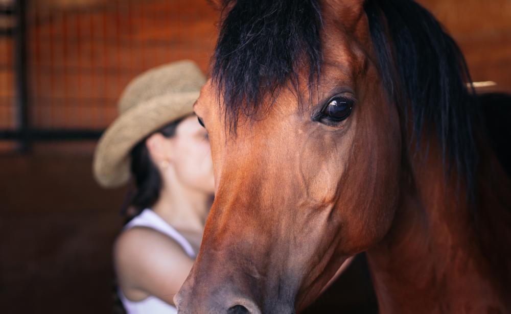 Why Choose Residential Equine Therapy?