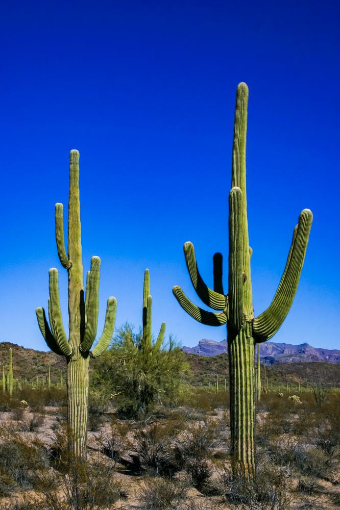Why Choose Scottsdale Viking Appliance Repair?