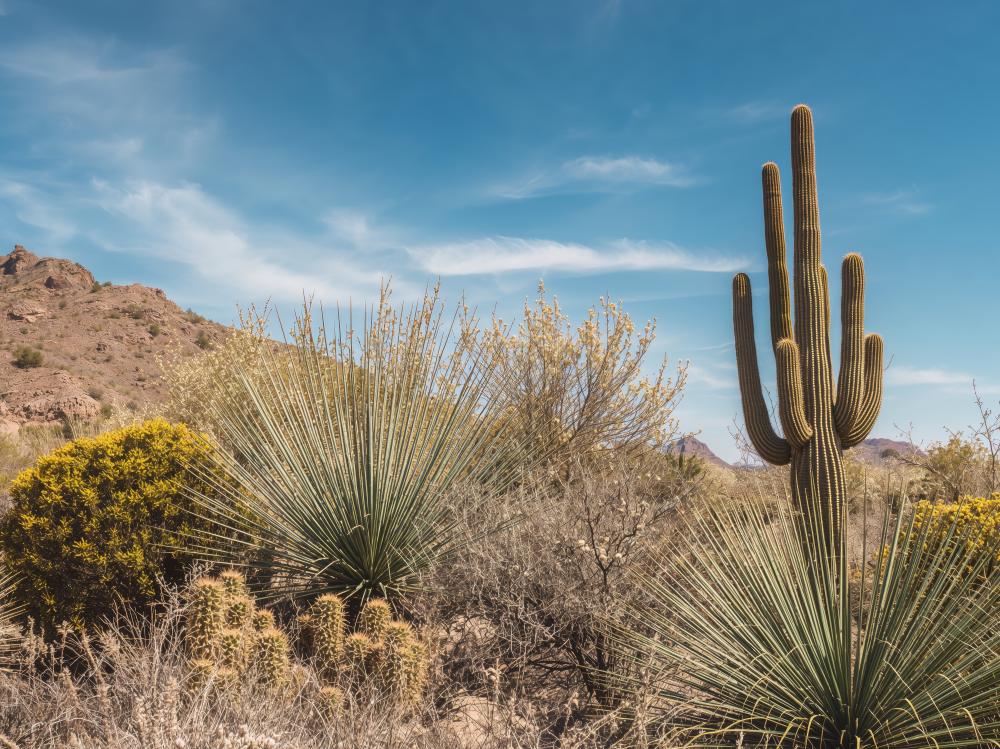 What Makes an IOP Effective?