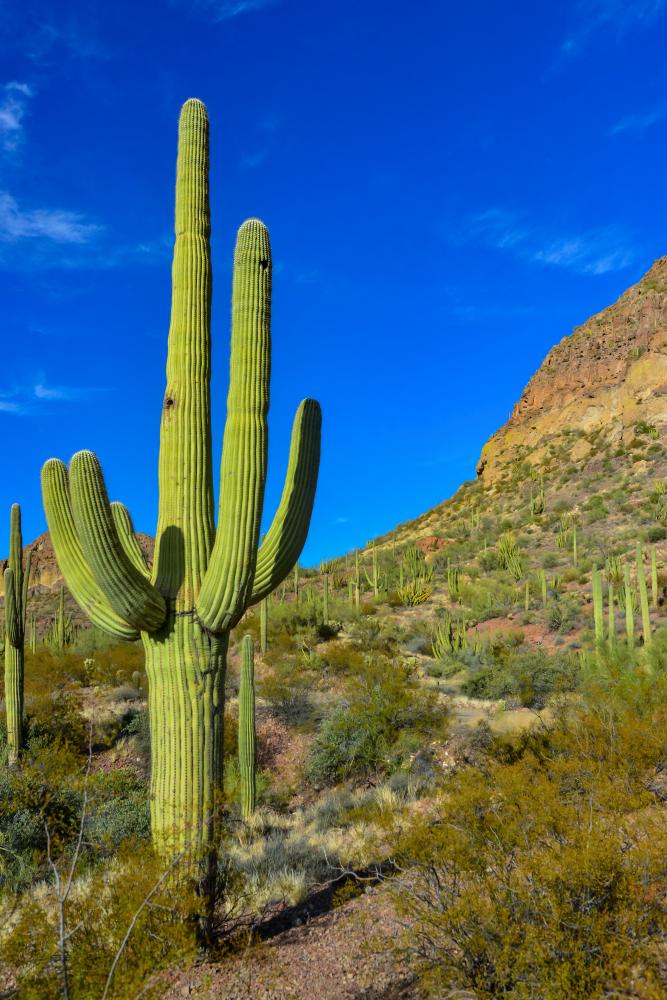 How Much Does Viking Refrigerator Repair Cost in Carefree, AZ?