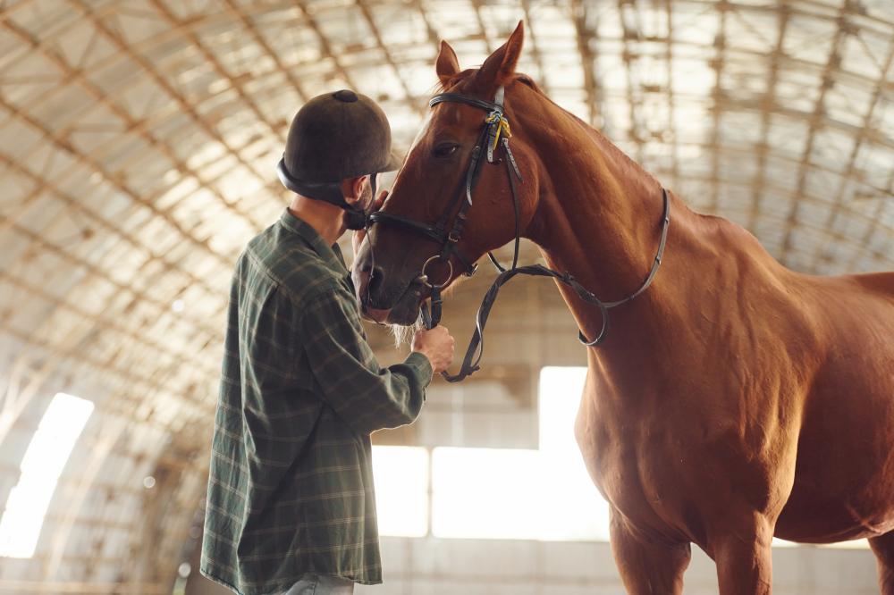 Common Misconceptions About Equine Therapy