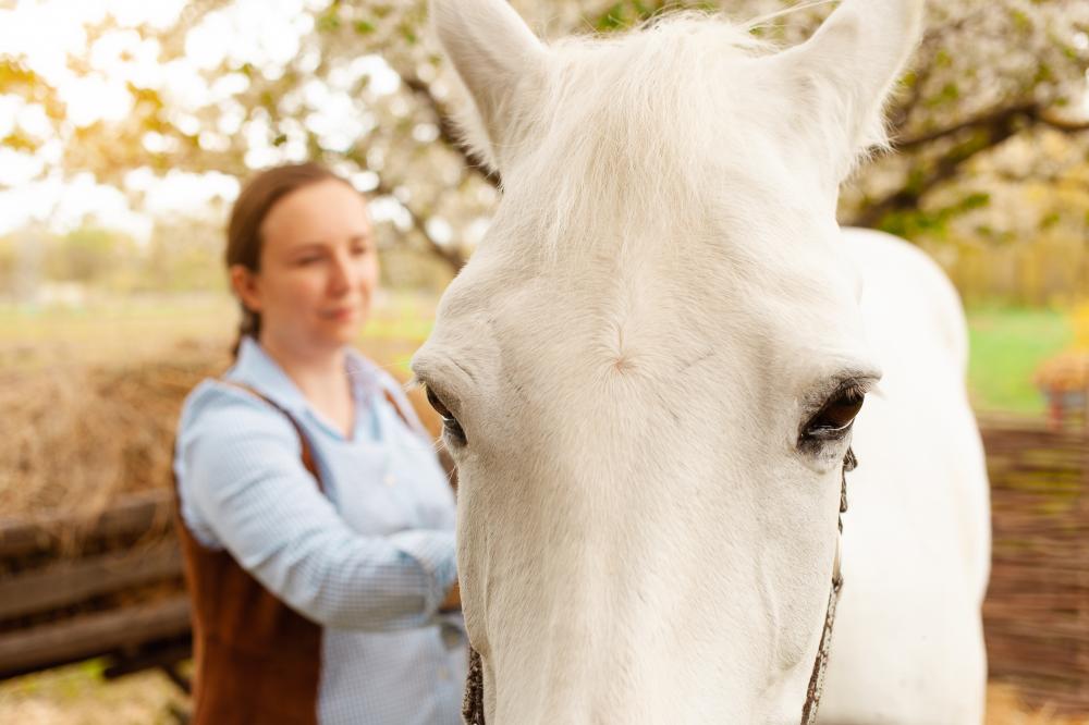 Healing interaction between clients and horses at Equine Residential Treatment Center